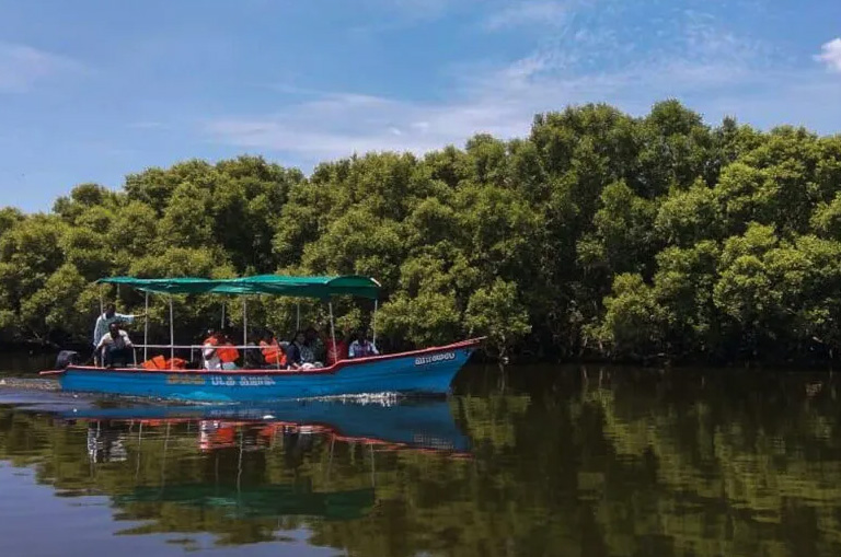 Mangrove Forest a